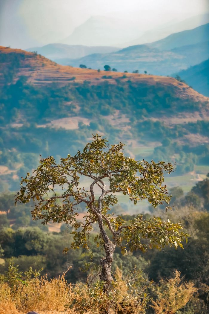 A single tree stands amid a captivating mountain landscape under a clear sky.